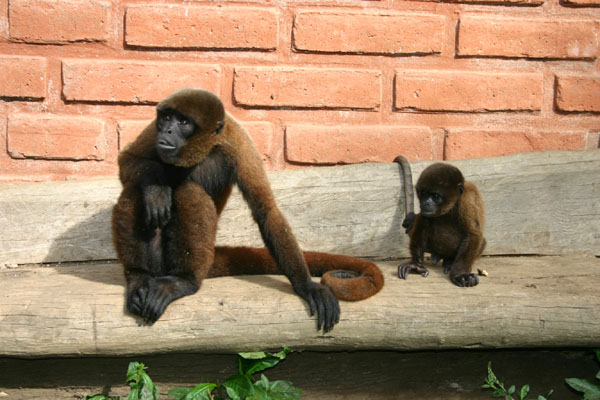 Animales en Peligro de Extinción, Ecuador