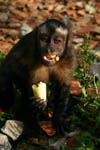 Mono Capuchino negro